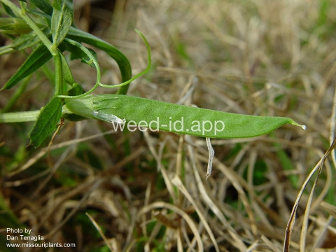 vetch, narrowleaf